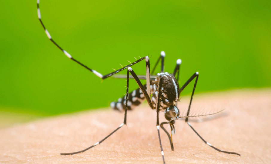 Dengue El Espinal 2024 julio 18