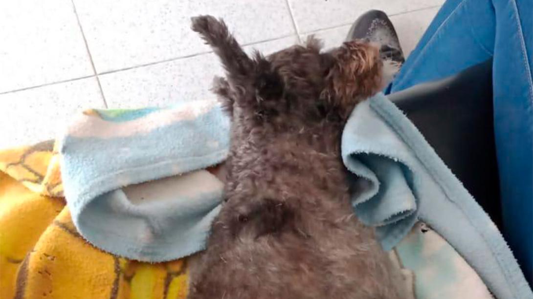 perrito-muekto.jpg