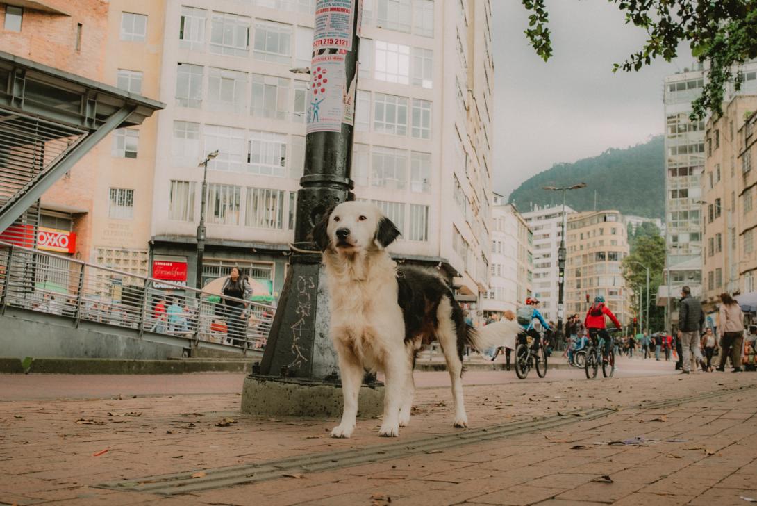 Cuidar de un animal no puede seguir siendo solo una decisión emocional, sino un compromiso a largo plazo que aún no se ha consolidado como norma cultural en Colombia.