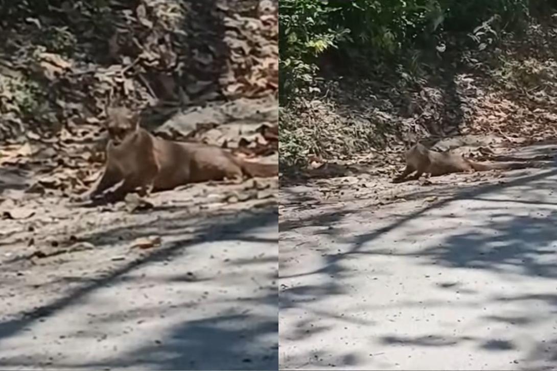 El animal se encuentra deambulando la zona.