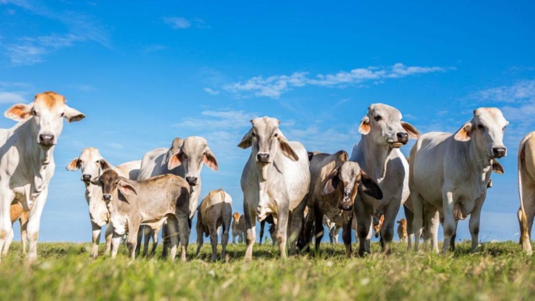 Mientras crece el número de pobladores en el país e igualmente el inventario bovino, se disminuye el consumo expresado en menor sacrificio de bovinos.