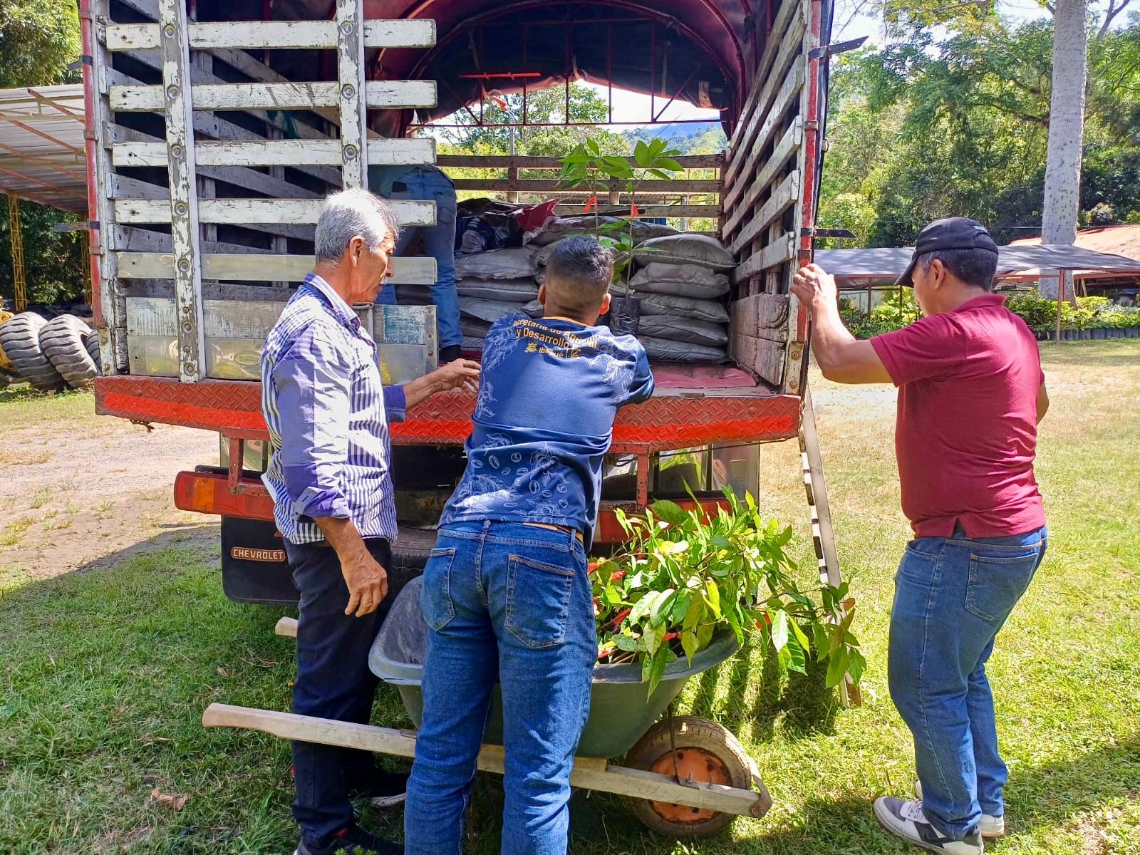 Produccion Local Alcaldía fortalece la producción de cacao en El Salado