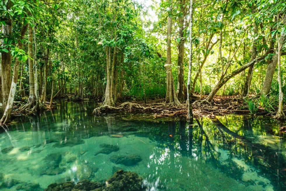 DÃ­a Internacional de ConservaciÃ³n del Ecosistema de