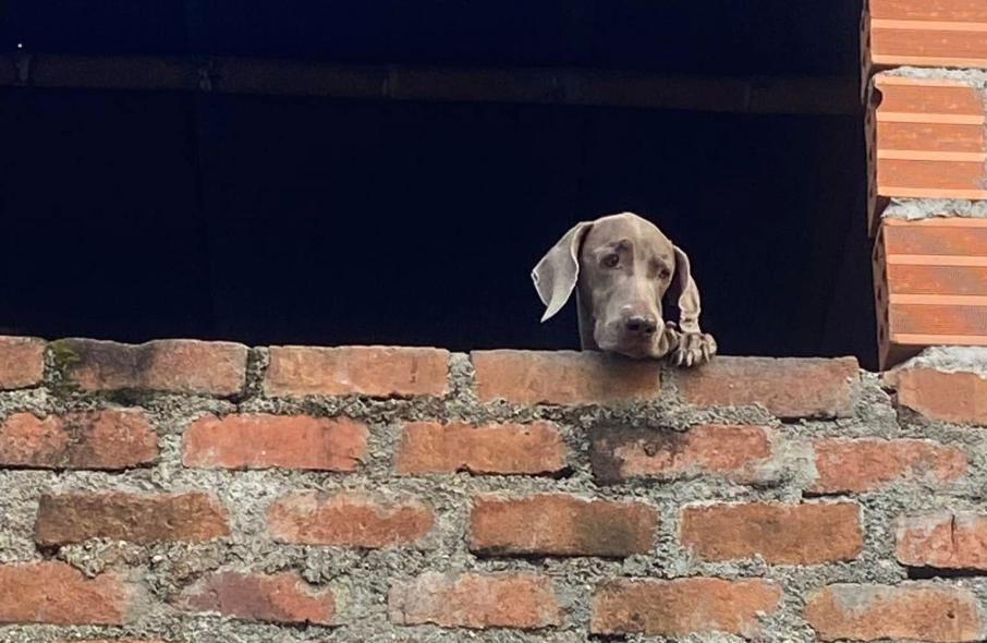 perrito-abandonadpo.jpg