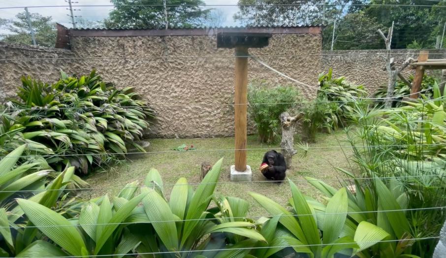 Yoko el simio que estaba en el bioparque Ukumarí en Pereira, Risaralda