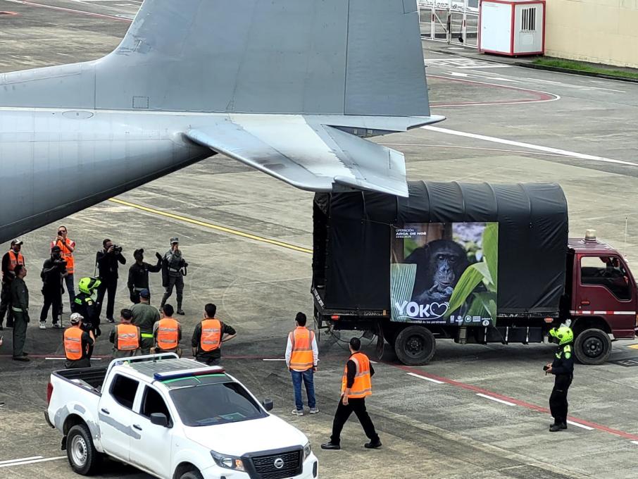 Yoko, el gran simio que llevaron de Colombia a Brasil