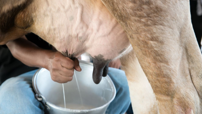 Se busca frenar importaciones del leche en polvo