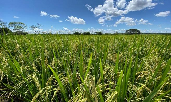 Cultivo de arroz 2024 junio 6