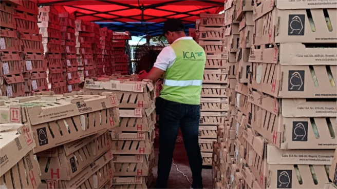 Colonia es proveedor de pollitos de engorde para Venezuela