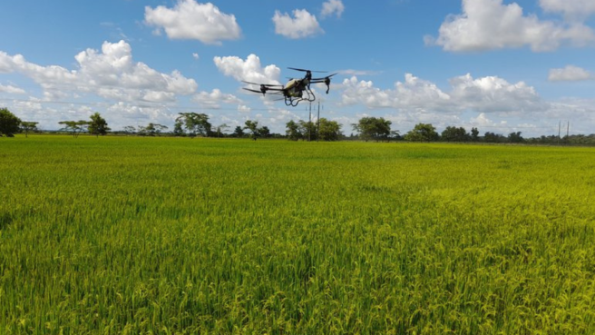 La puesta en marcha de esta nueva tecnología en el sector arrocero es un desafío considerable, ya que la nubosidad en el trópico dificulta la observación óptica precisa. 