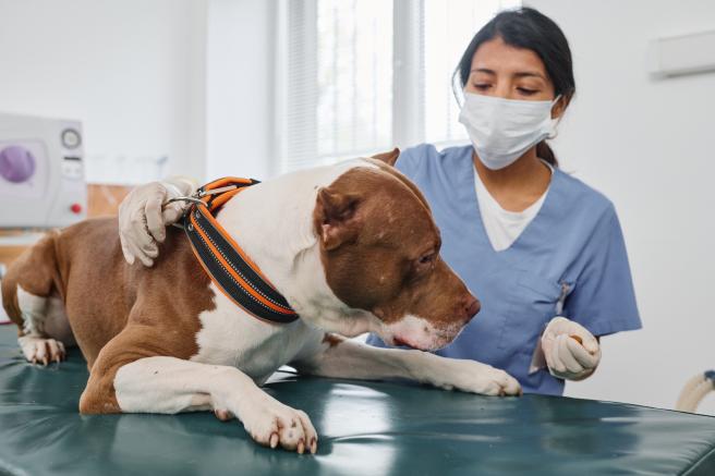 Consejos para cuidar la salud de su mascota.