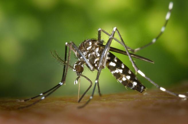 Prevenga contagios de dengue y fiebre amarilla en vacaciones