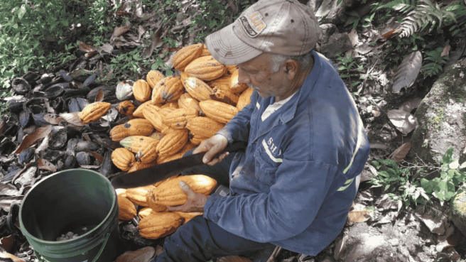 Cacaoteros