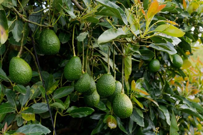 Aumentaron las exportaciones de aguacate Hass a Estados Unidos.