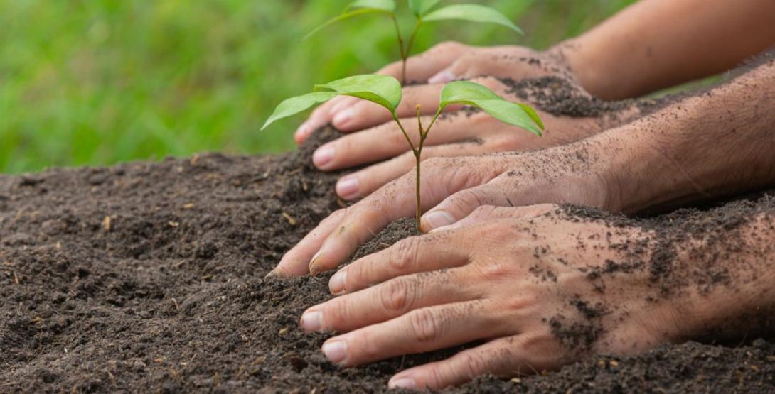 La siembra de árboles realizada por Germán Morales Hoteles, es el resultado de actividades enfocadas a contribuir al propósito ambiental de la organización.