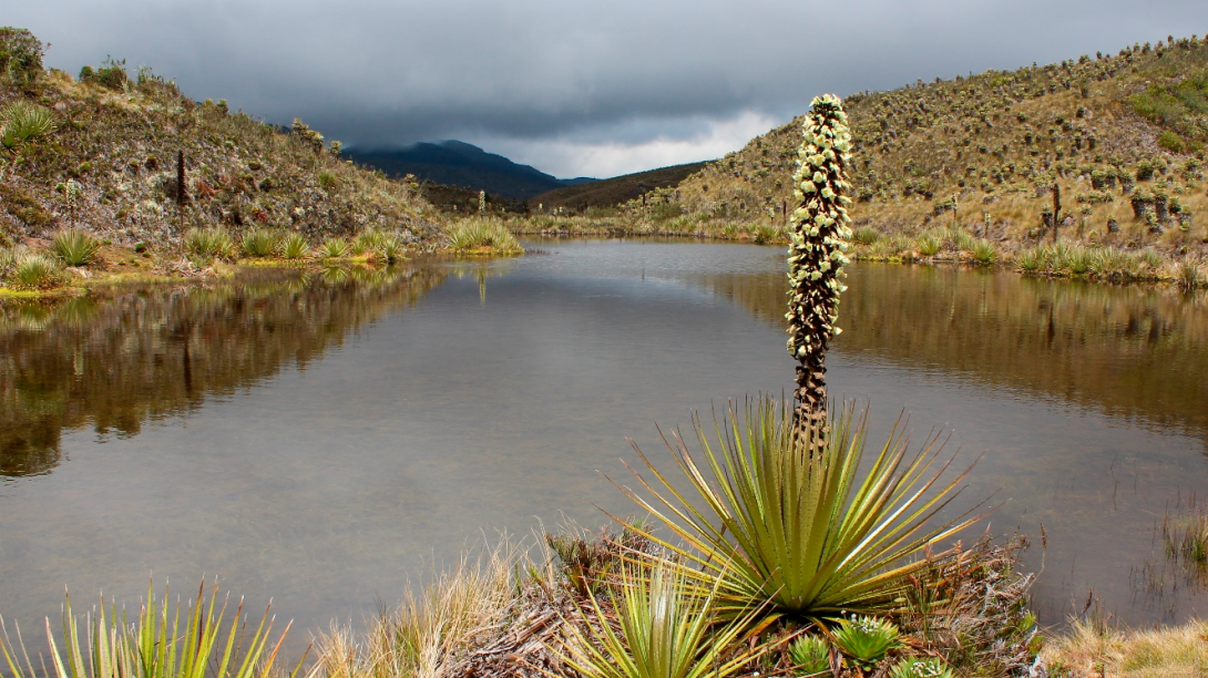 Complejo de páramo Región Central