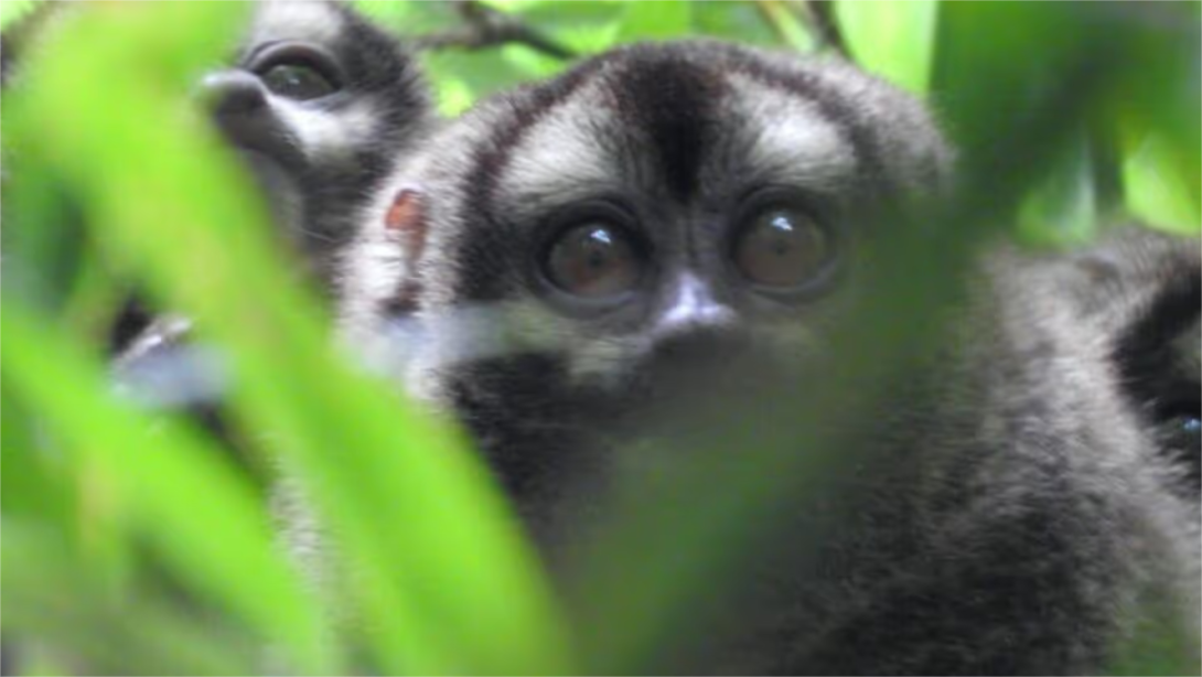 Empresarios buscan proteger la biodiversidad en el país.