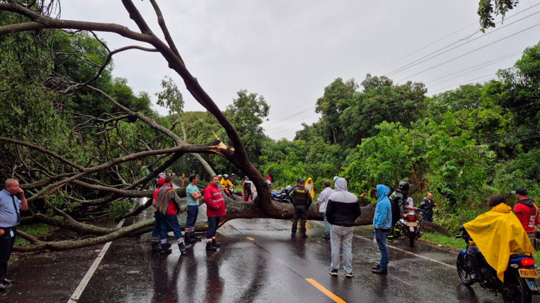 Caída de árbol