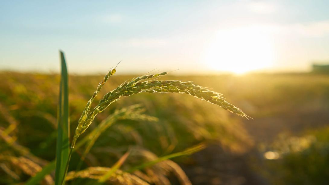 El arro, es un producto básco en la alimentación de los colombianos