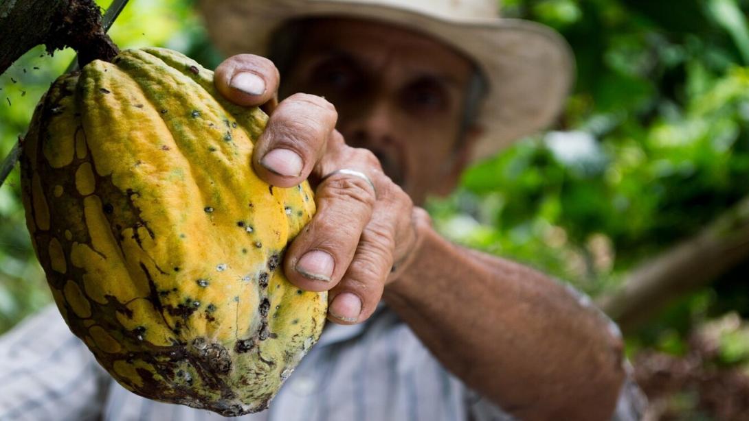 Colombia busca reafirmar en el exteror la calidad de su cacao.
