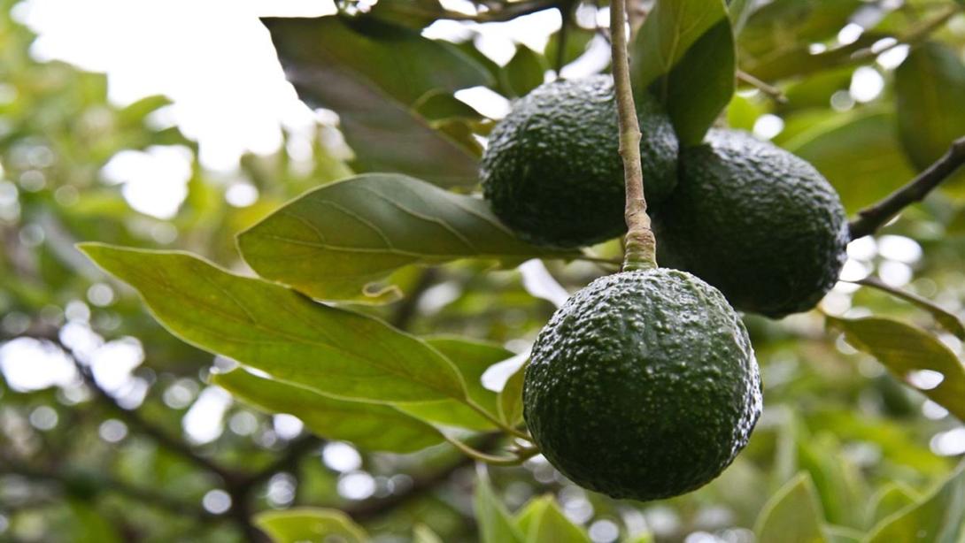 Productores de aguacate Hass se unen para darle vida al Proyecto Carbono Hass.