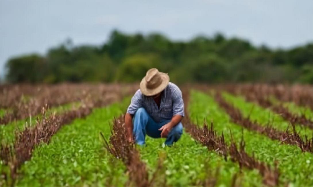 Plan de extensión agropecuaria Tolima 2024 julio 4