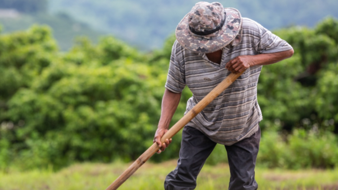 Campesino