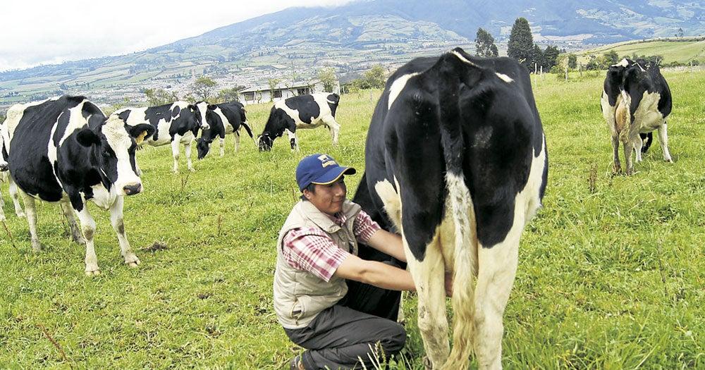 Culpan los TLC de la crisis lechera en el país.