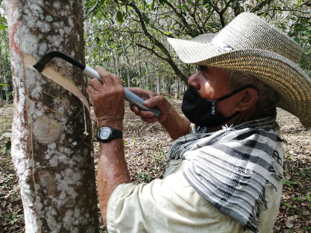 Se han identificado 1.504 empresas u organizaciones relacionadas con el uso del caucho natural, entre las cuales se encuentran sectores como el calzado, globos, reencauche de llantas, autopartes, bandas transportadoras, fajas, mangueras, productos de aseo, productos médicos, productos farmacéuticos, comercializadores y centros e institutos de investigación.