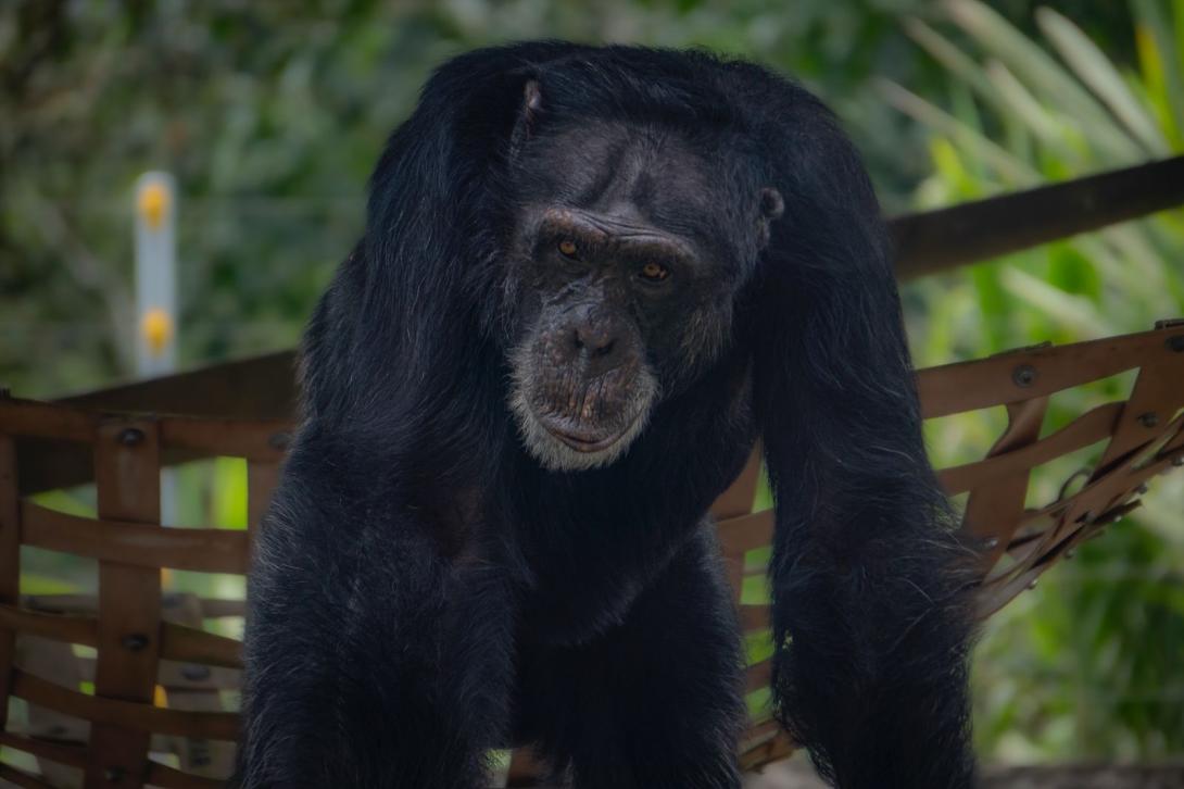 Yoko el simio que vivió desde 2018 en el bioparque Ukumarí en Pereira, Risaralda