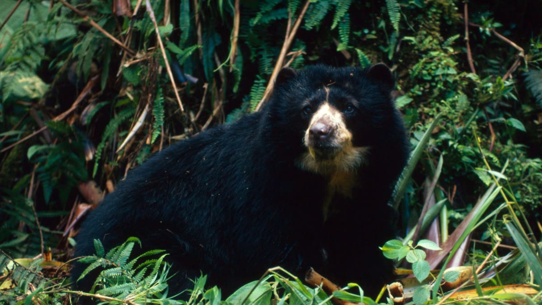 El oso andino es parte de la biodiversidad de la montaña colombiana